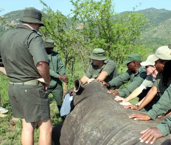 Rhino Poaching: New technology will see rangers respond within 60 seconds