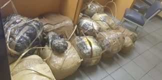 On-duty Ekurhuleni cop is caught transporting dagga in Mpumalanga On-duty Ekurhuleni cop is caught transporting dagga in Mpumalanga