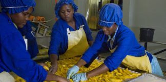 R500 million to assist over 15 000 SA farmers during Covid-19