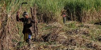 Govt condemns increase in stealing of sugarcane to brew home-made beer Govt condemns increase in stealing of sugarcane to brew home-made beer