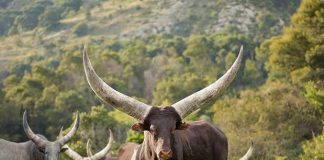 Ntaba Nyoni Annual Auction: Cyril Ramaphosa’s 15 Ankoles on offer President Cyril Ramaphosa's Ntaba Nyoni farm will again be in the news when 15 of his Ankole cattle are auctioned during the annual auction held at his farm.