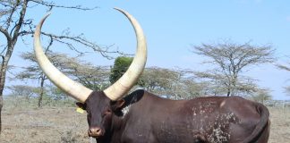 Patrice Motsepe buys four Ankoles at Ntaba Nyoni auction Patrice Motsepe buys four Ankoles at Ntaba Nyoni auction