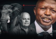 Top Hawks investigators confirm wrangle between DD Mabuza and Fred Daniel Top Hawks investigators confirm wrangle between DD Mabuza and Fred Daniel
